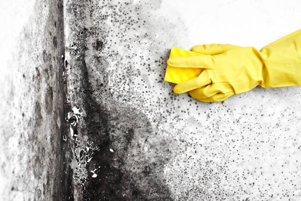 Best DIY Mold Remediation in New Castle, IN